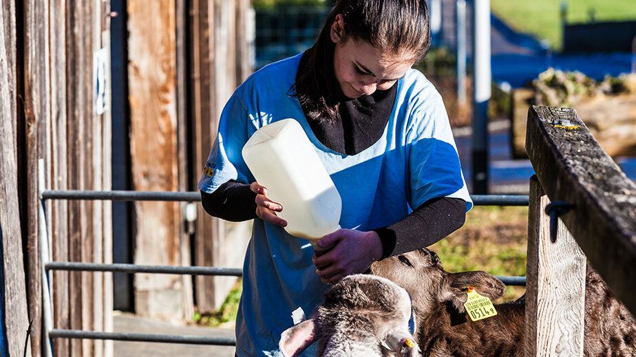 Tiermedizinische Praxisassistentin arbeitet mit Nutztieren