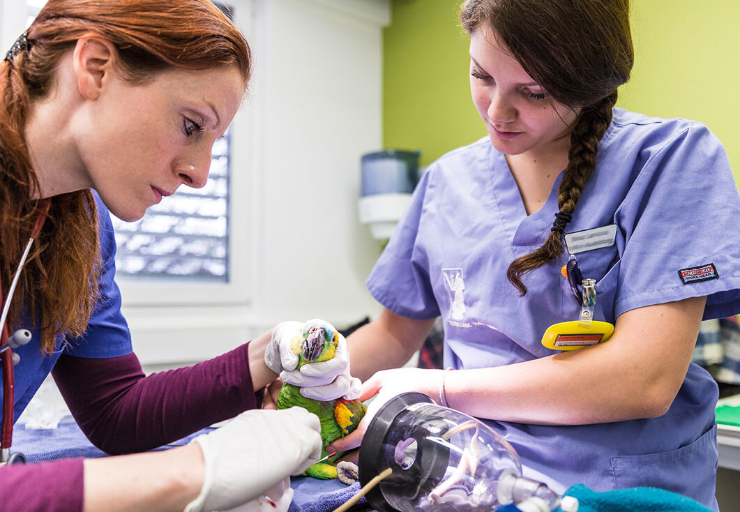 Beruf Tiermedizinische Praxisassistentin