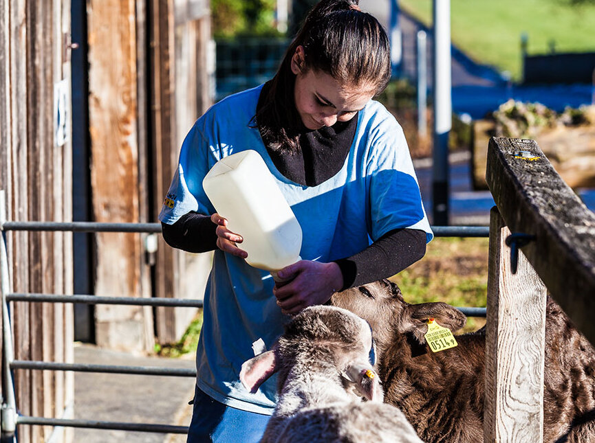 Tiermedizinische Praxisassistentin arbeitet mit Nutztieren