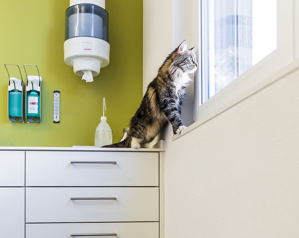 Katze schaut aus dem Fenster