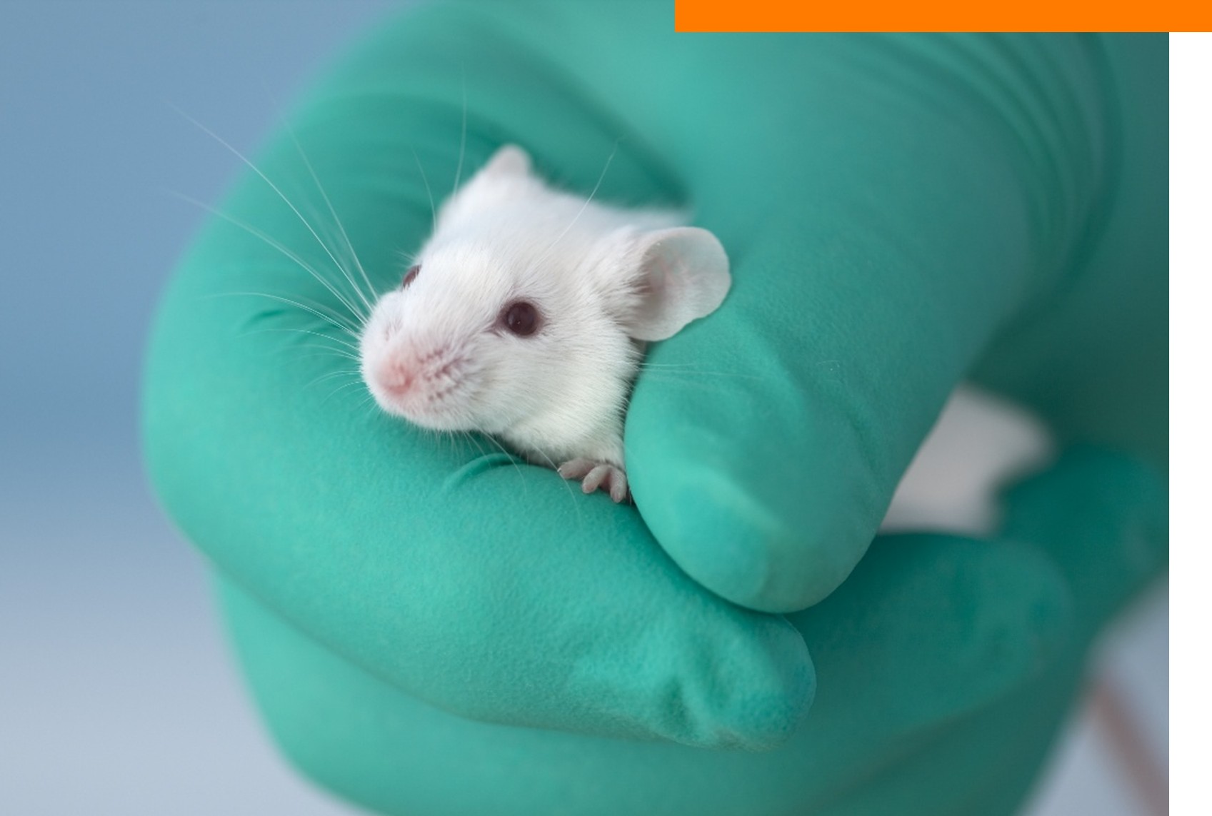 Tierversuchsfreie Forschung: Chancen, Herausforderungen, Perspektiven