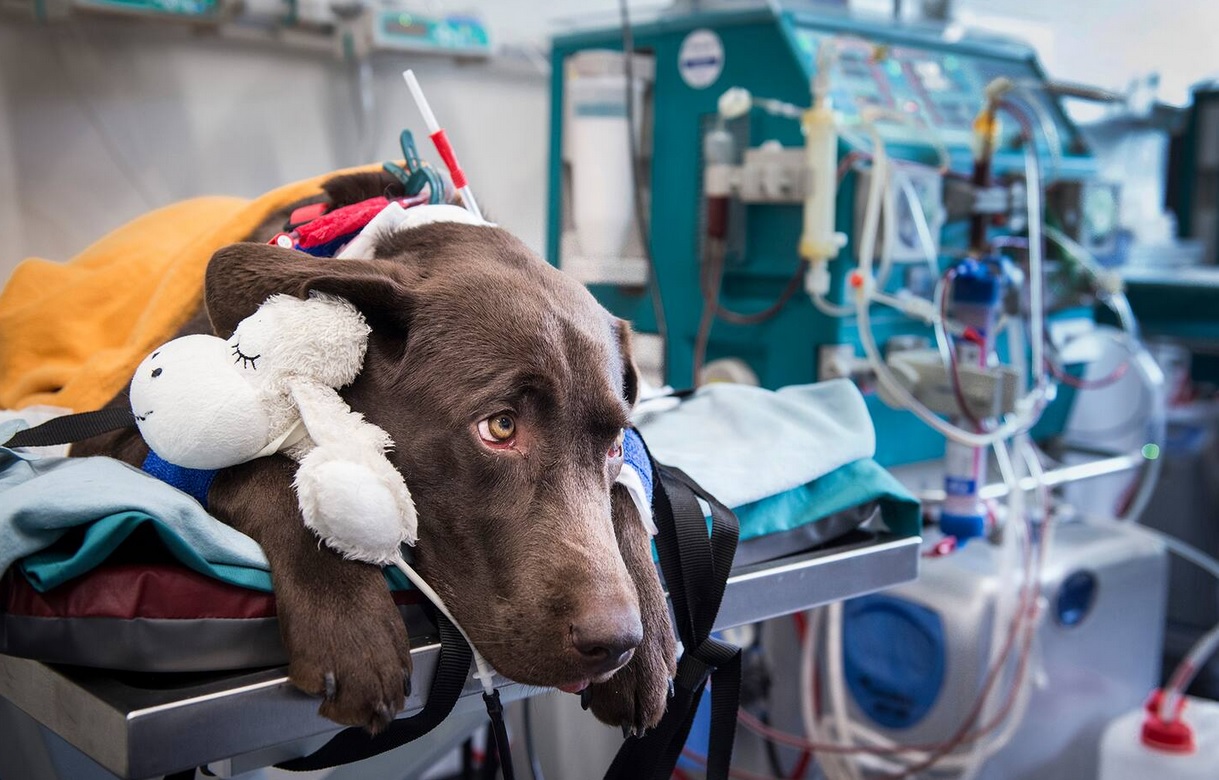 Atelier urgences et soins intensifs pour AMV - petits animaux